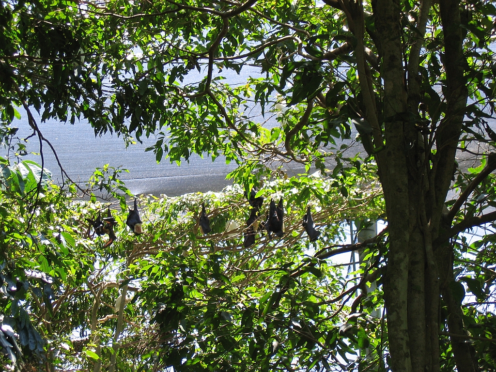 CairnsTC271 Wildlife Habitat.jpg